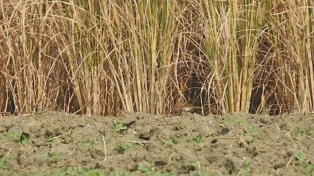 Little Bunting - ML507808231