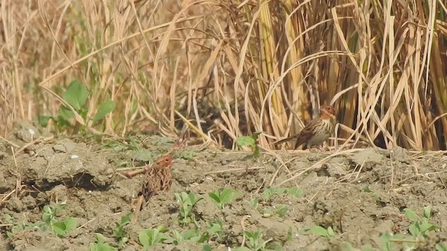 Little Bunting - ML507808251