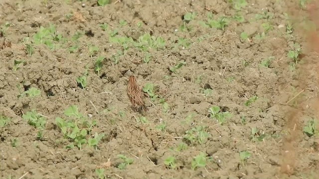 Little Bunting - ML507808301