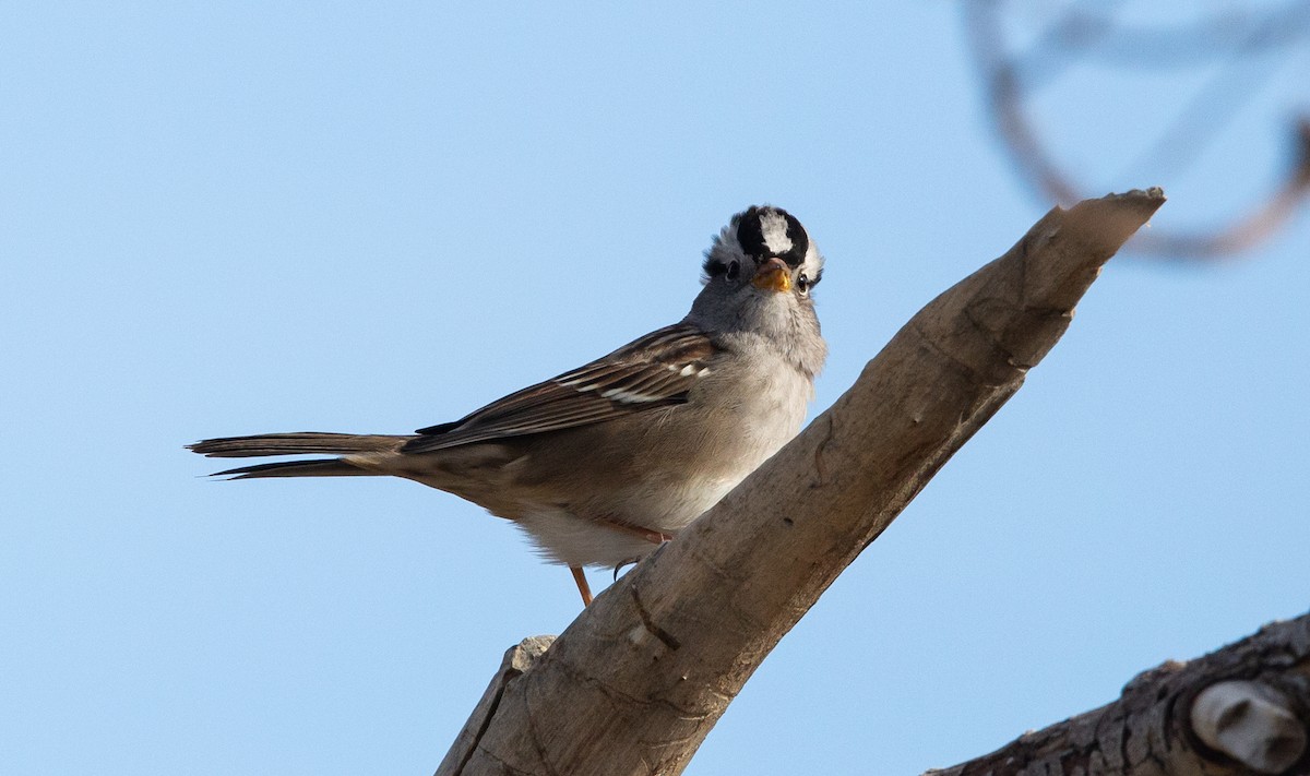 White-crowned Sparrow - ML507808641