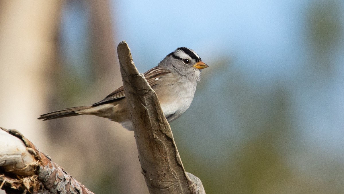 White-crowned Sparrow - ML507808691