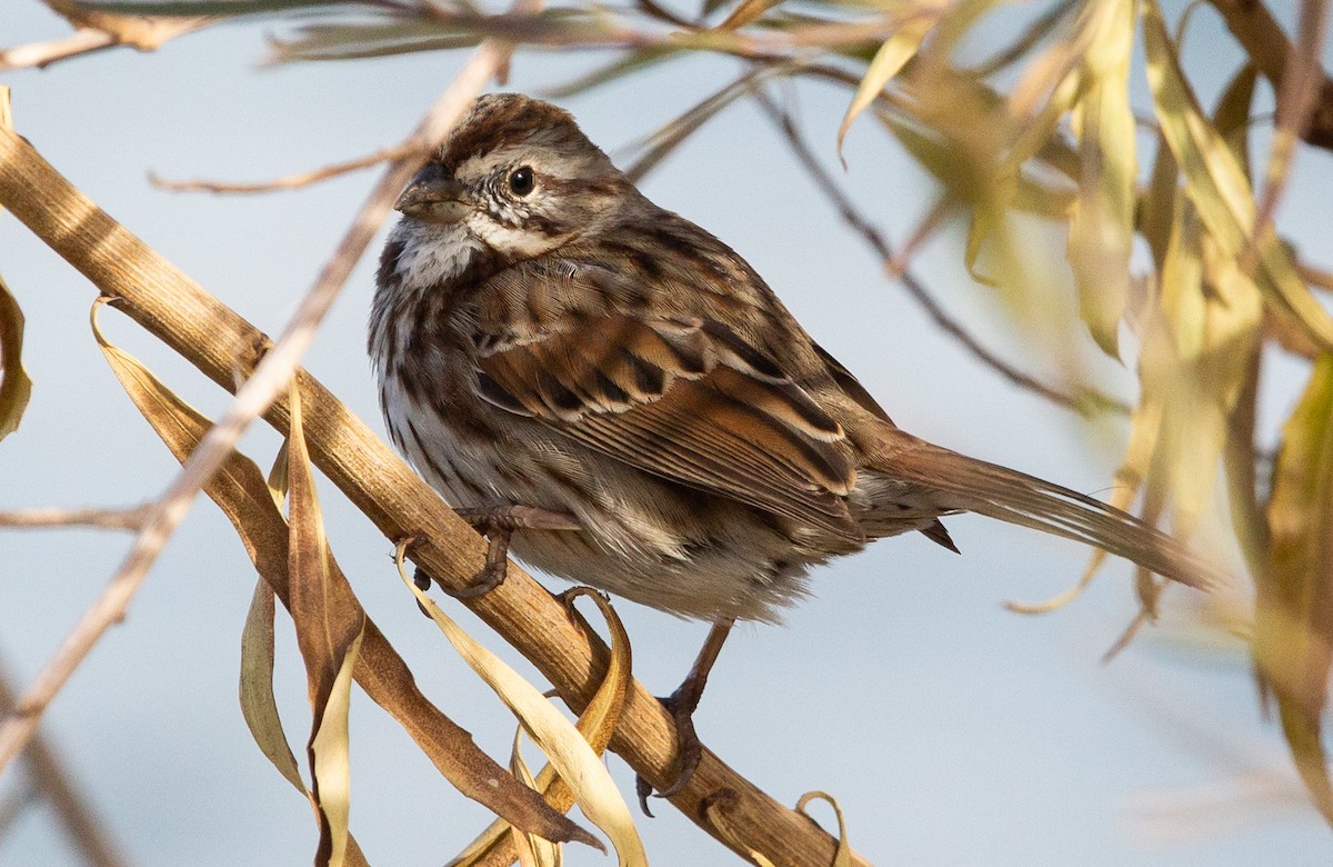 Song Sparrow - Timothy Aarons