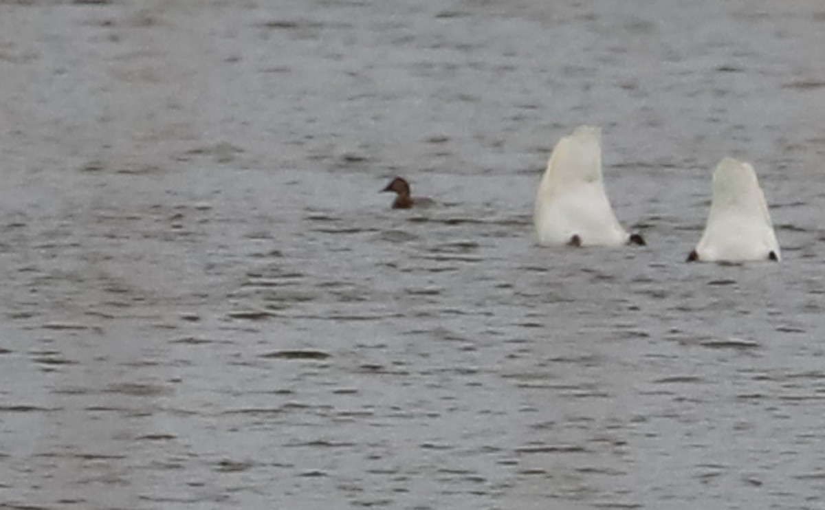 Canvasback - ML507808791