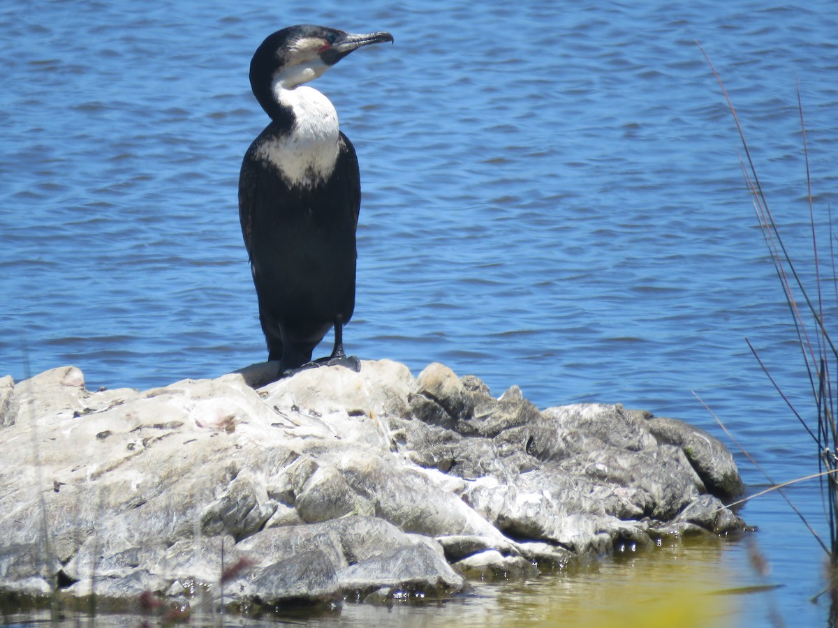Great Cormorant (White-breasted) - ML507808931