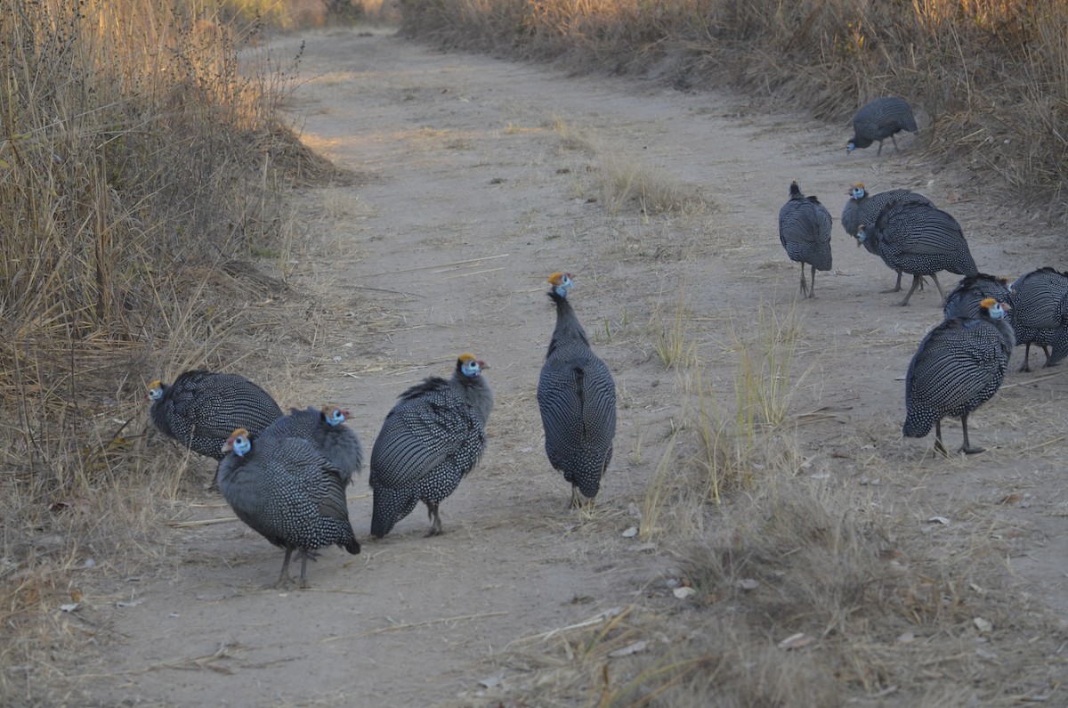 Helmeted Guineafowl - ML507809031