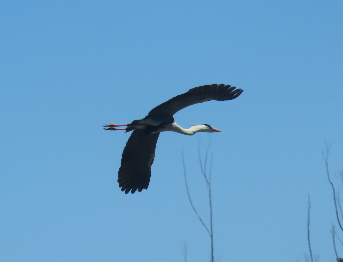 Gray Heron (Gray) - ML507809181