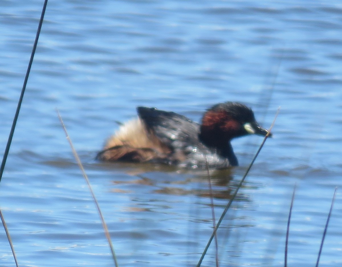 Little Grebe (Little) - ML507809471