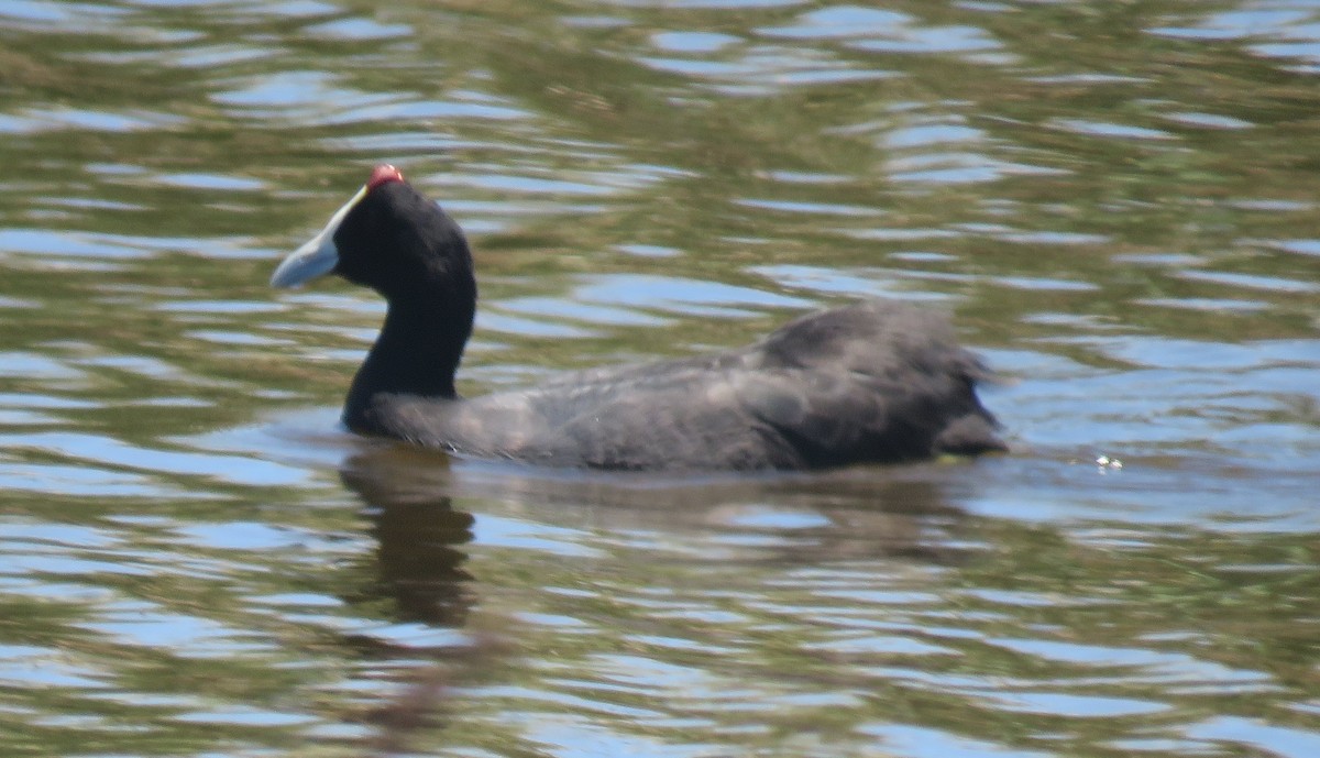 Red-knobbed Coot - ML507809521