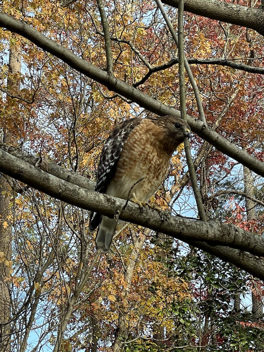 Red-shouldered Hawk - ML507811581