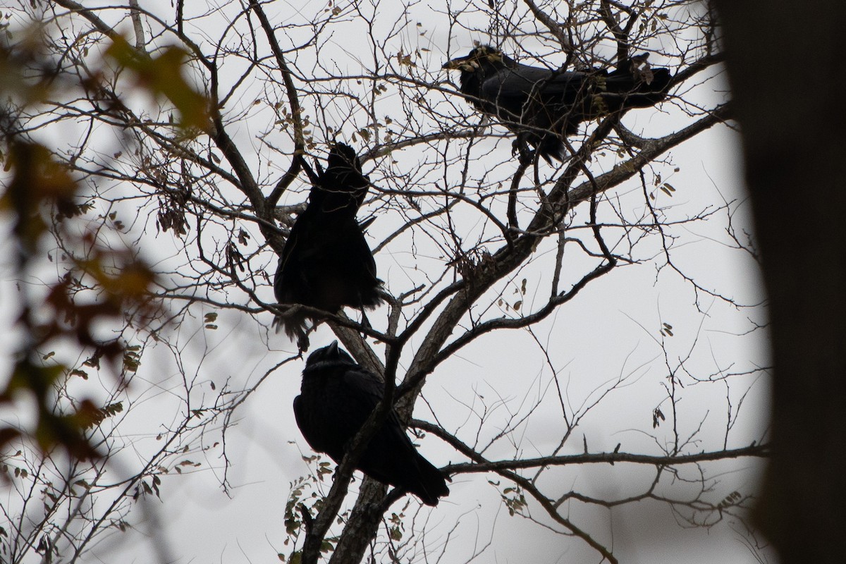 Common Raven - ML507811751