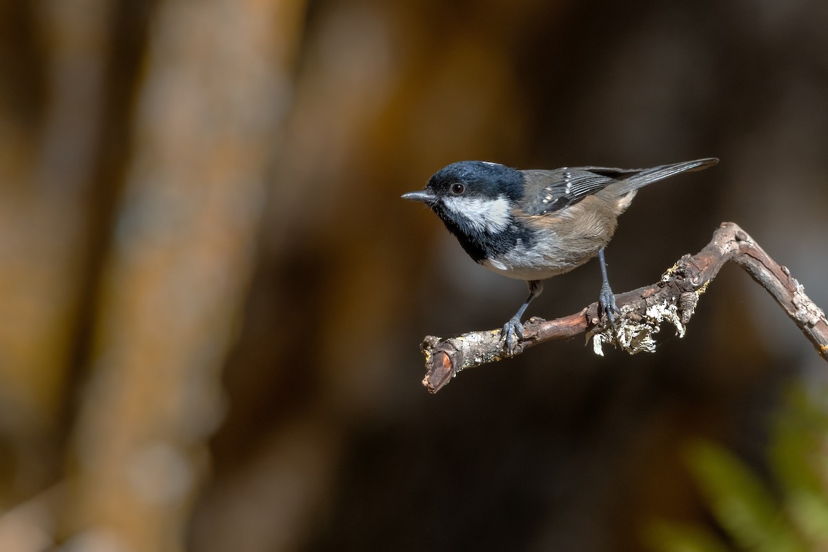 Coal Tit - ML507812161