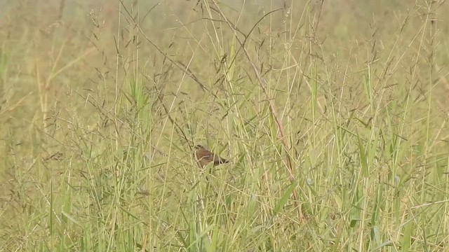 Pallas's Grasshopper Warbler - ML507812291