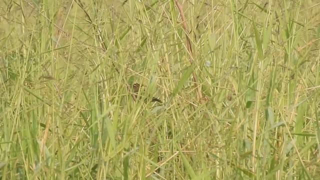 Pallas's Grasshopper Warbler - ML507812301