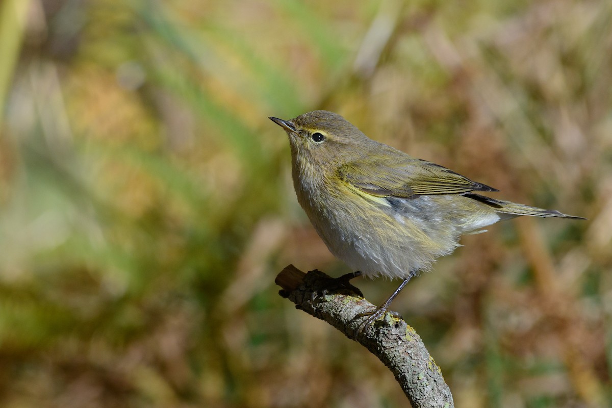 Common Chiffchaff - Eren Aksoylu