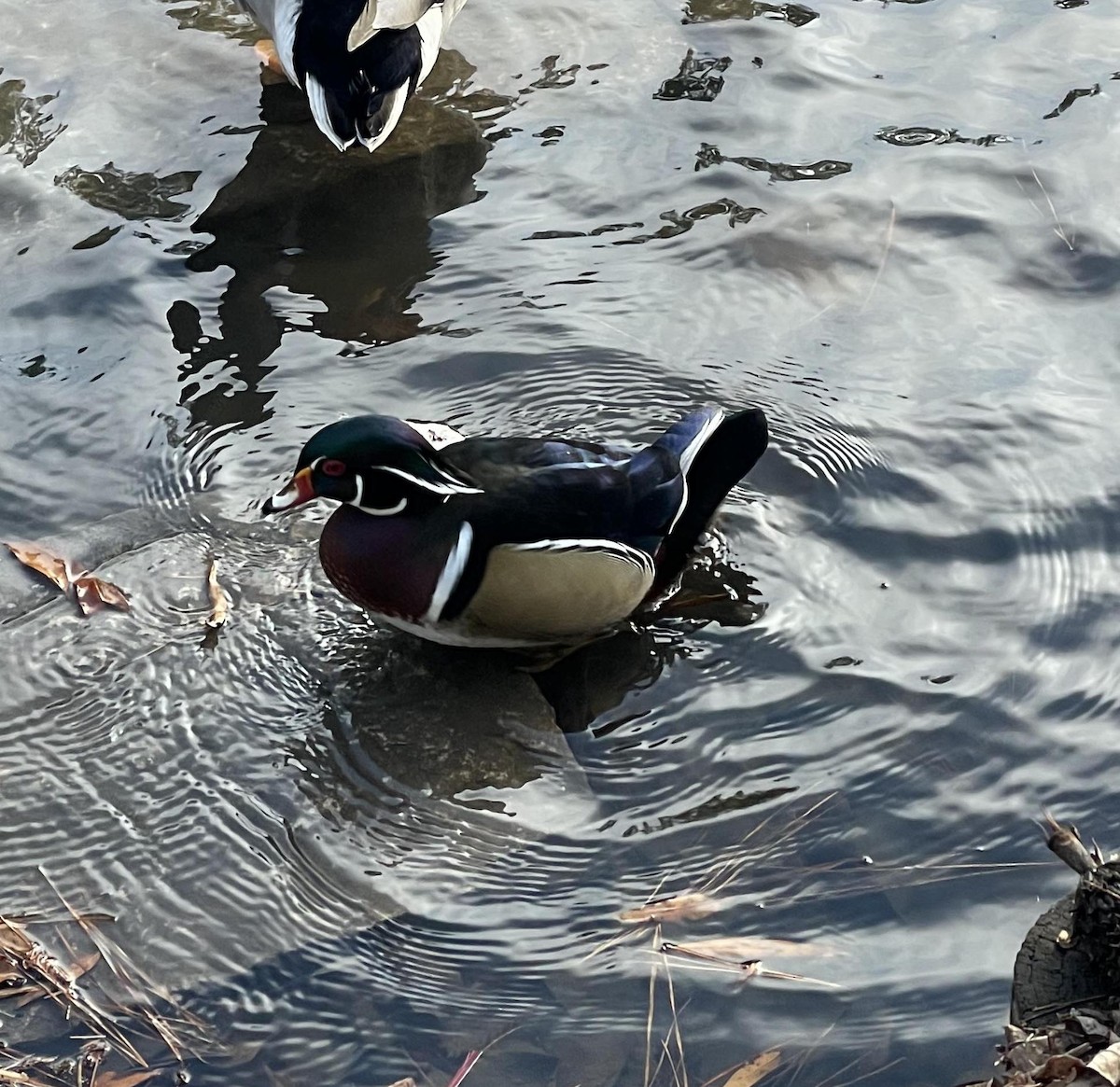Wood Duck - ML507812891