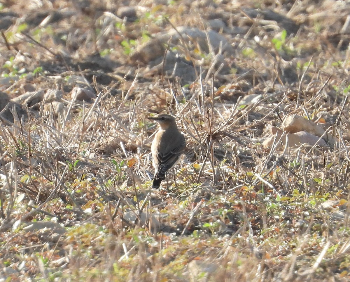 Northern Wheatear - Mateu Garau