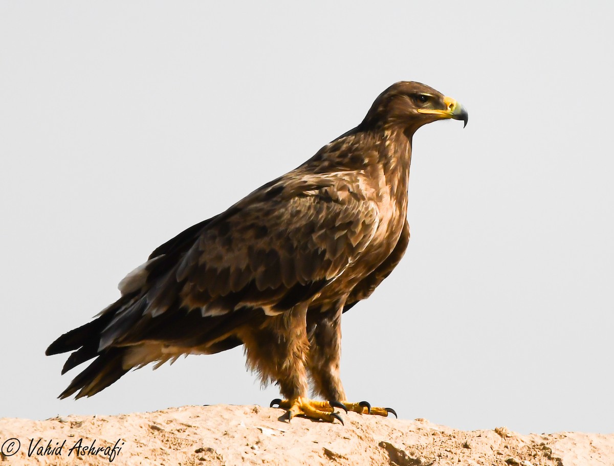 Steppe Eagle - ML507814321