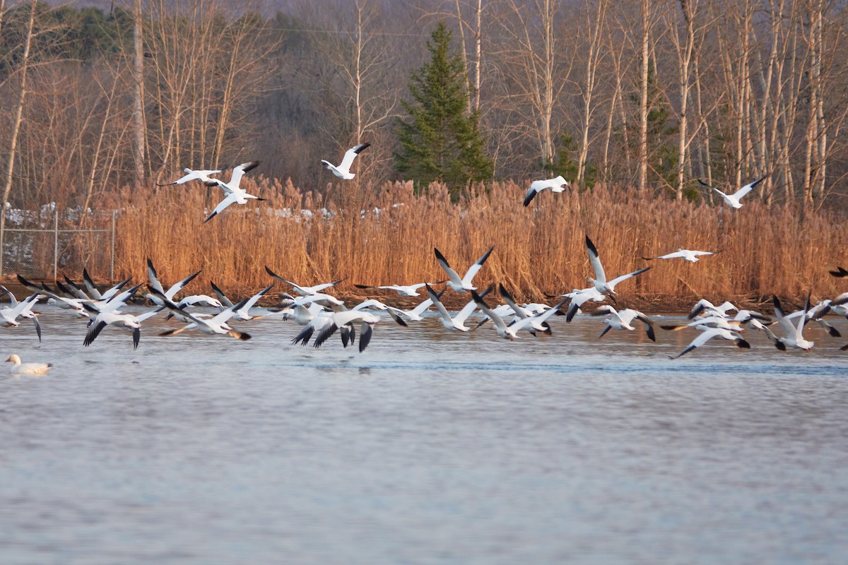 Snow Goose - ML507814721