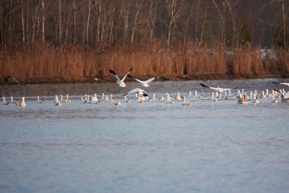 Snow Goose - ML507814731