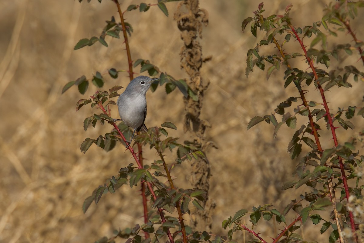 Blue-gray Gnatcatcher - ML507814741