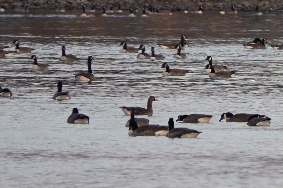 Greater White-fronted Goose - ML507814791