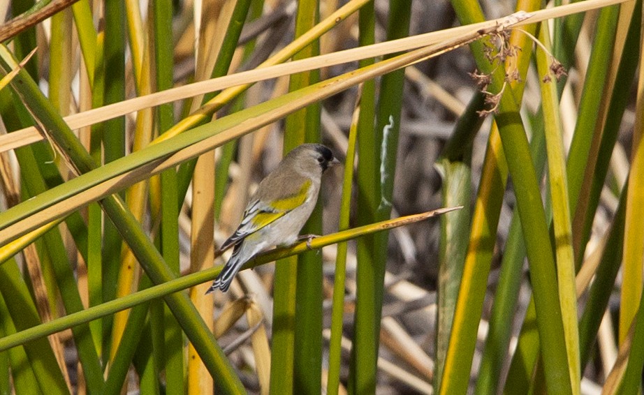 Lawrence's Goldfinch - ML507815541