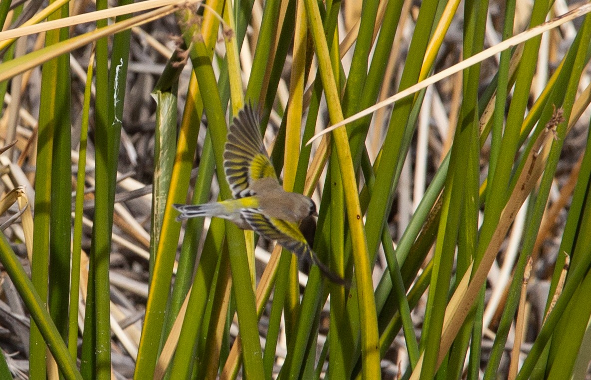 Lawrence's Goldfinch - ML507815601