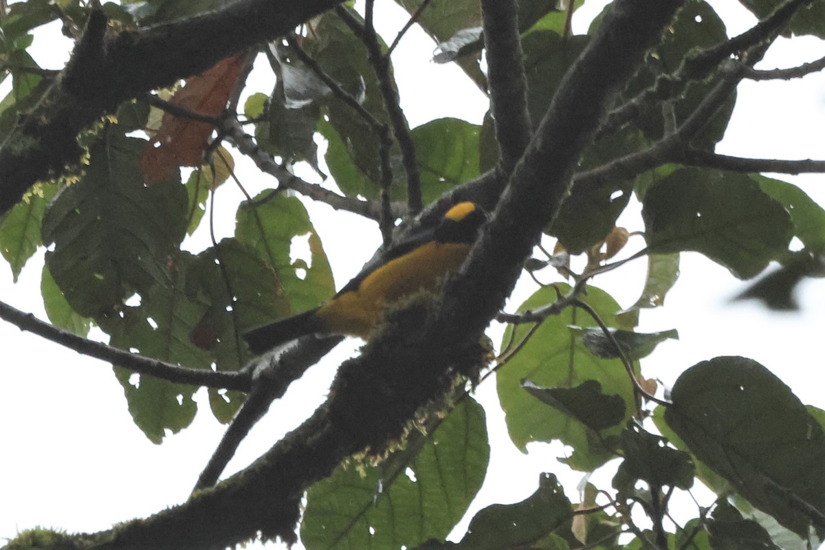 Blue-winged Mountain Tanager - ML507816321