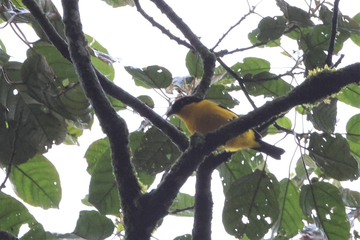 Blue-winged Mountain Tanager - ML507816331