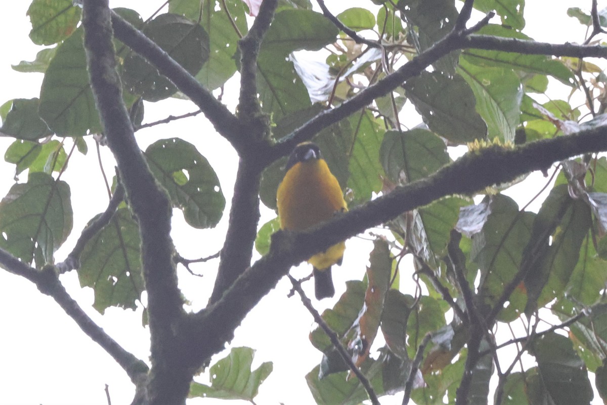 Blue-winged Mountain Tanager - ML507816341