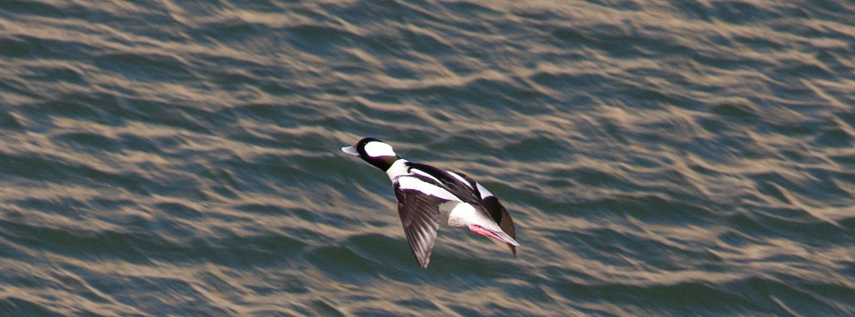 Bufflehead - ML507817091