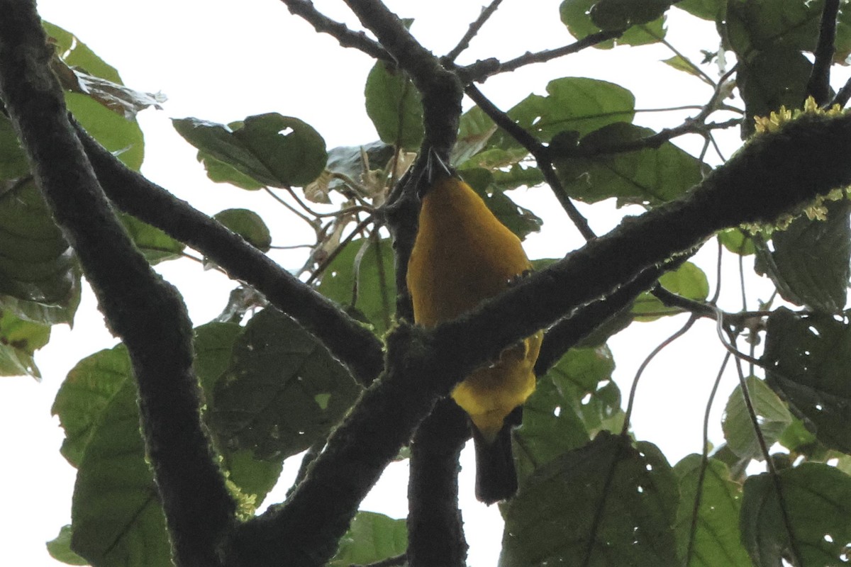Blue-winged Mountain Tanager - ML507817641