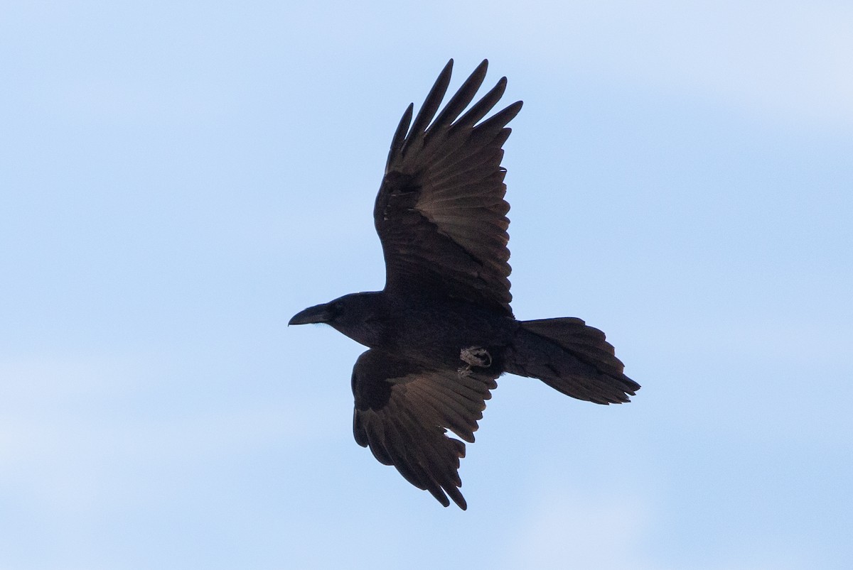 Common Raven - ML507817671