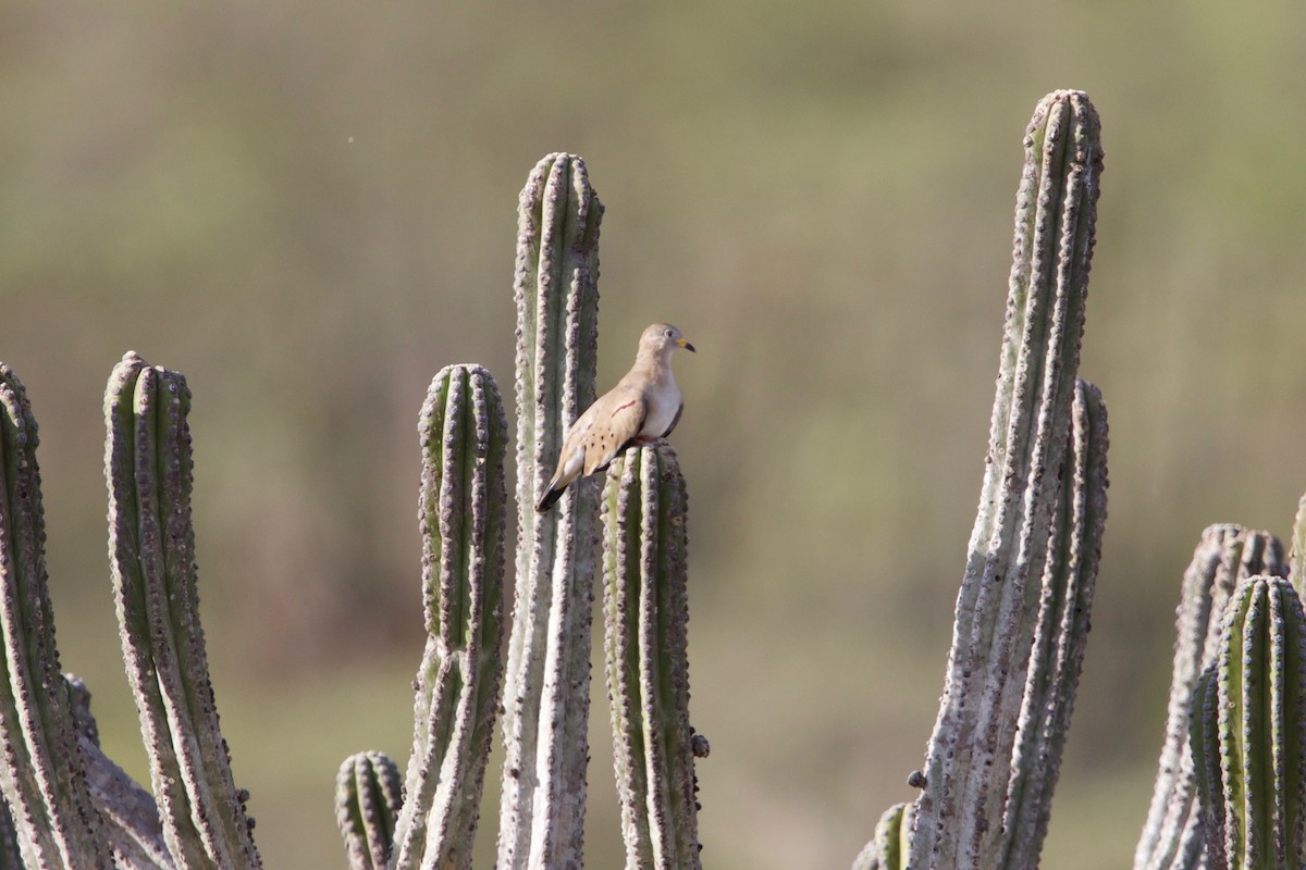 Croaking Ground Dove - ML507817681