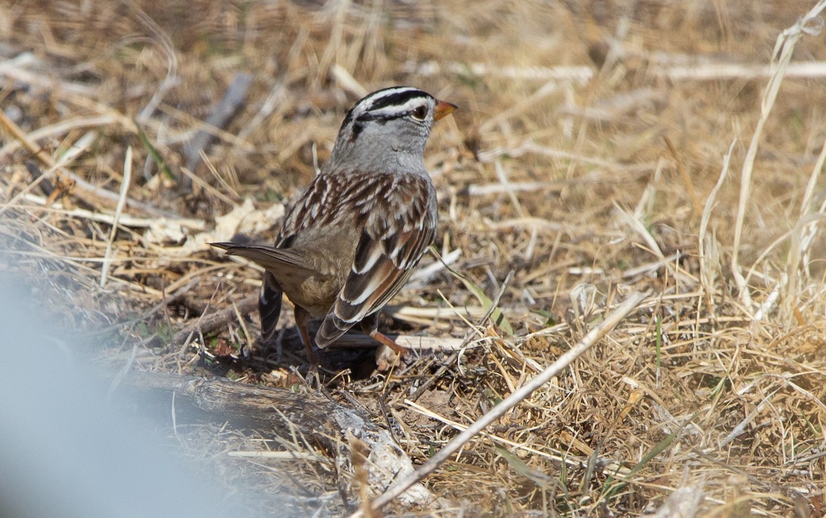 White-crowned Sparrow - ML507818071