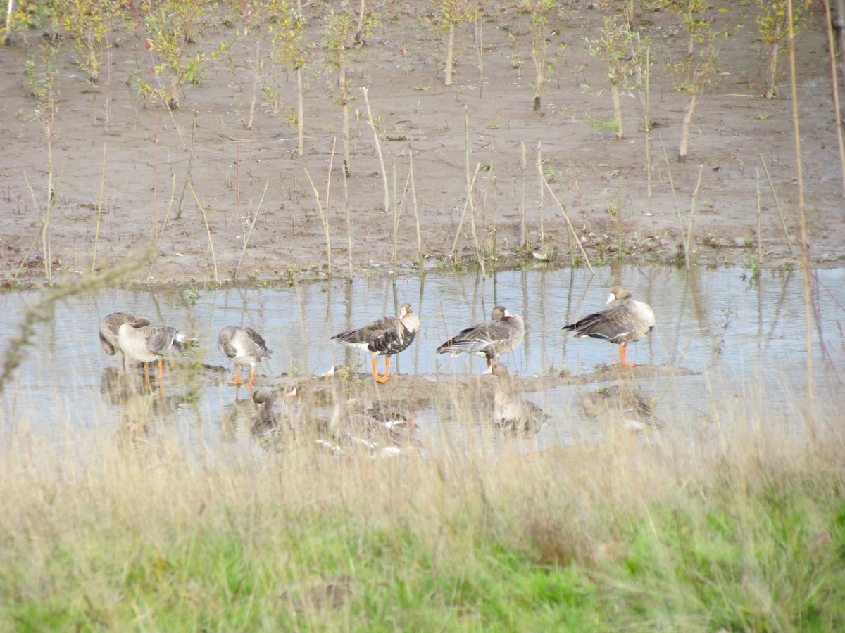 Greater White-fronted Goose - ML507818671