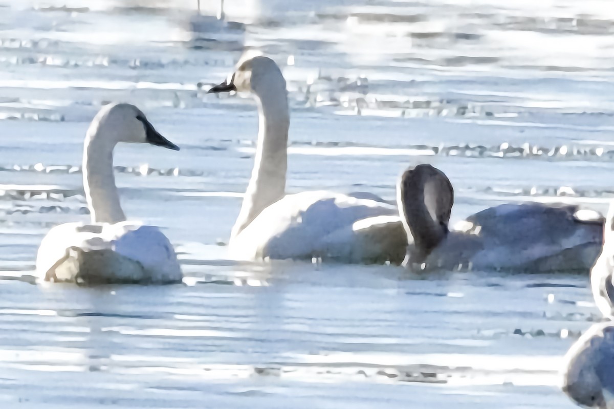 Trumpeter Swan - ML507819771