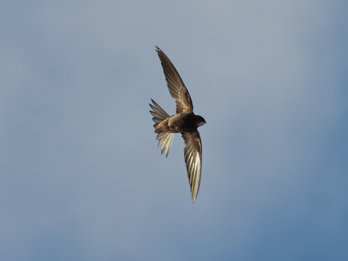 African Swift - ML507820871