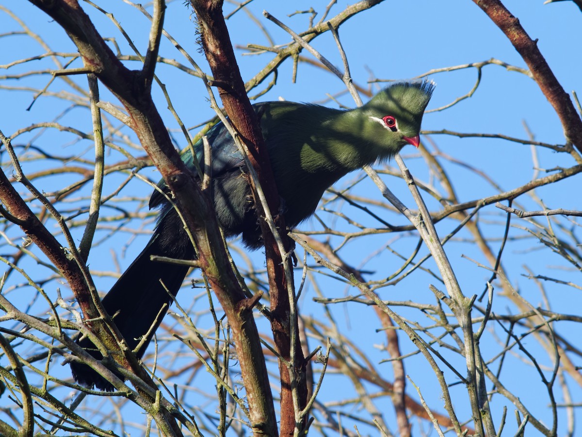 Knysna Turaco - Zach V