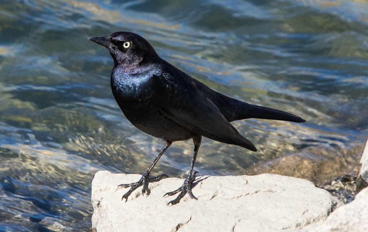 Brewer's Blackbird - ML507822251