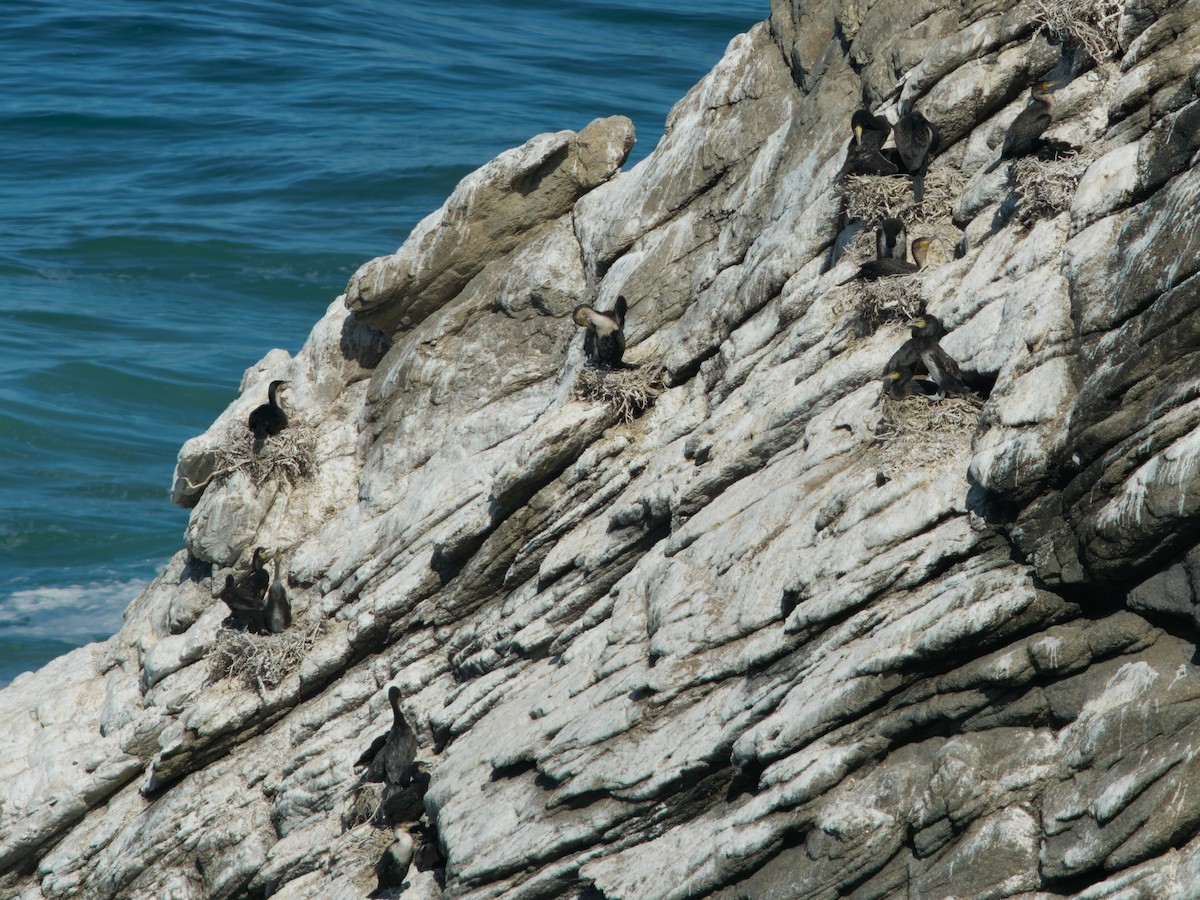 Great Cormorant - ML507822761