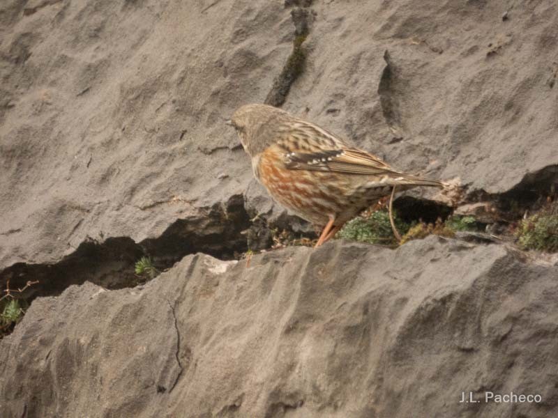 Alpine Accentor - ML507823141