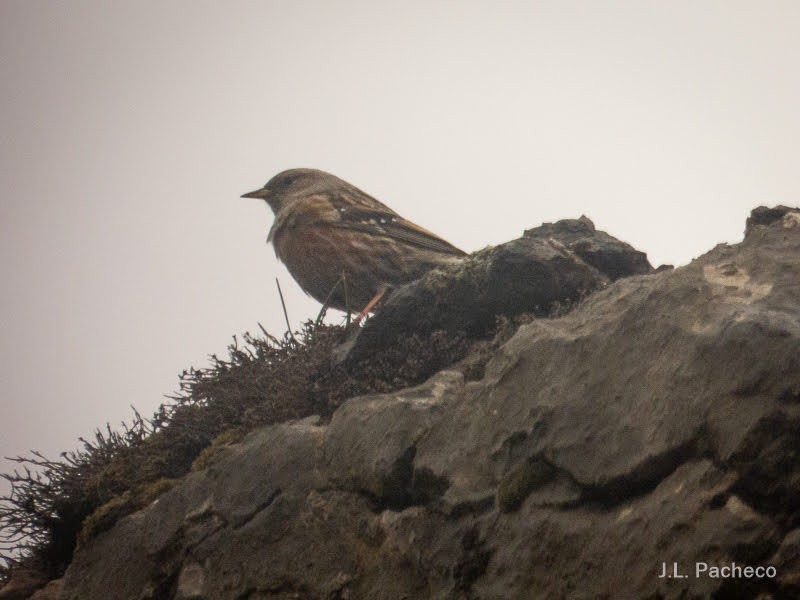 Alpine Accentor - ML507823151