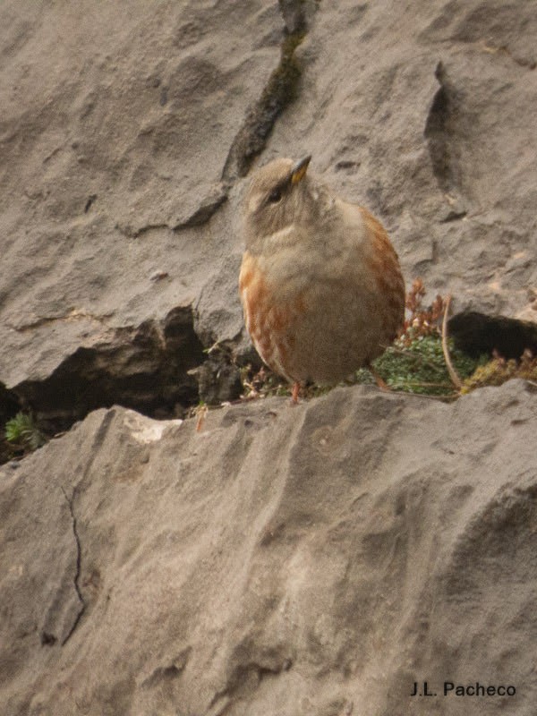 Alpine Accentor - ML507823161