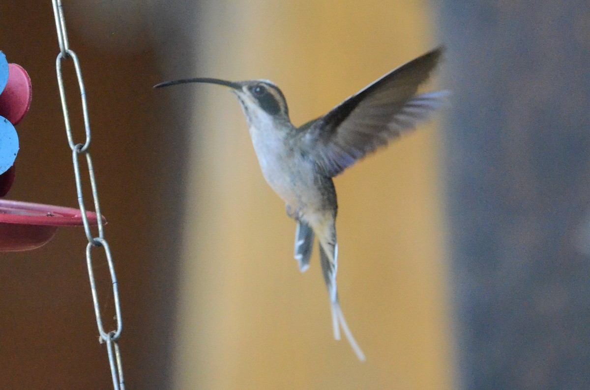 Scale-throated Hermit - ML507823631