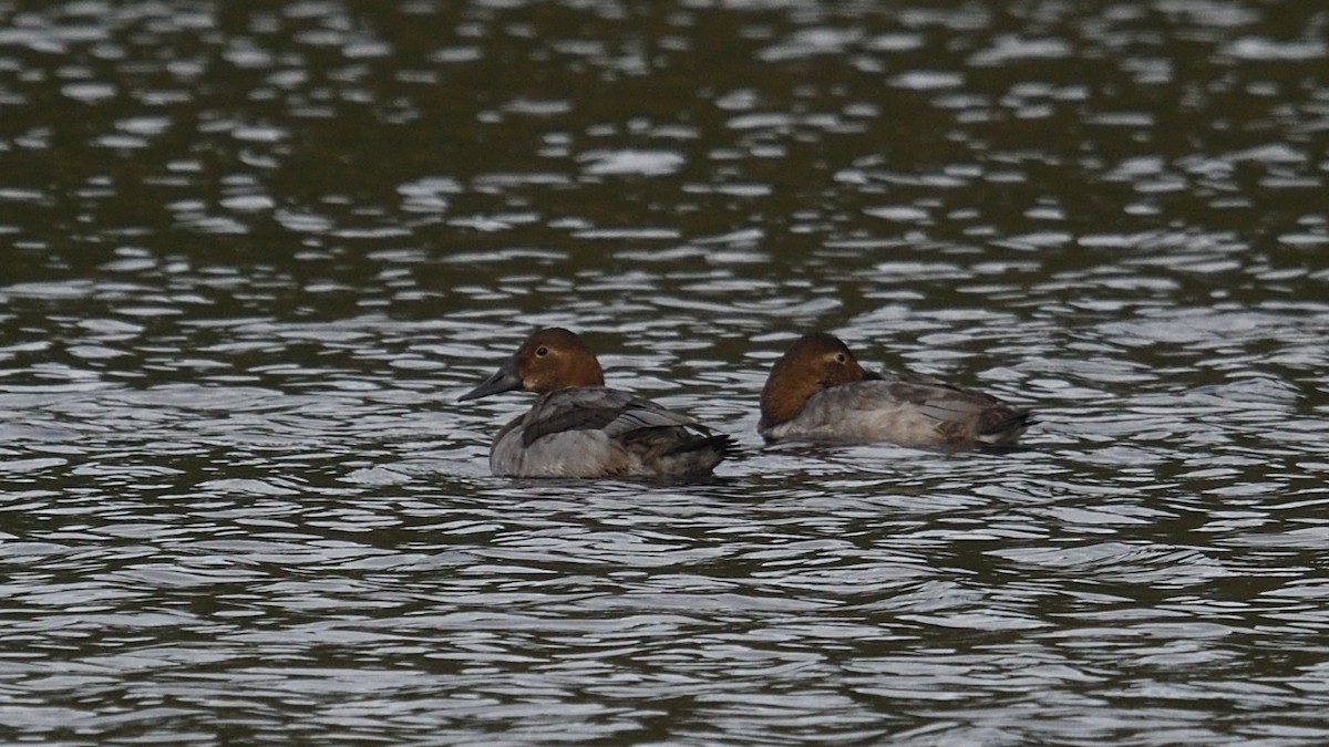 Canvasback - ML507824421