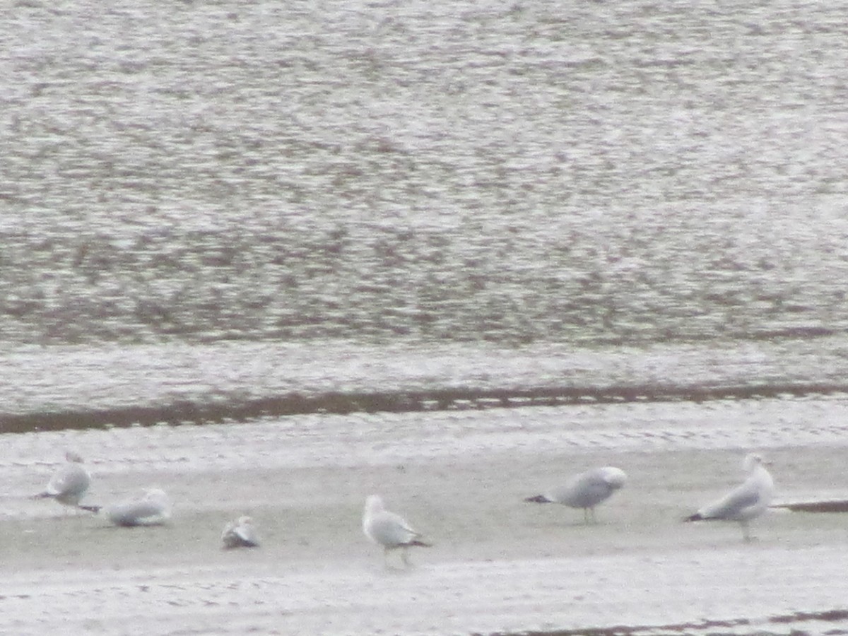 Ring-billed Gull - ML507824791