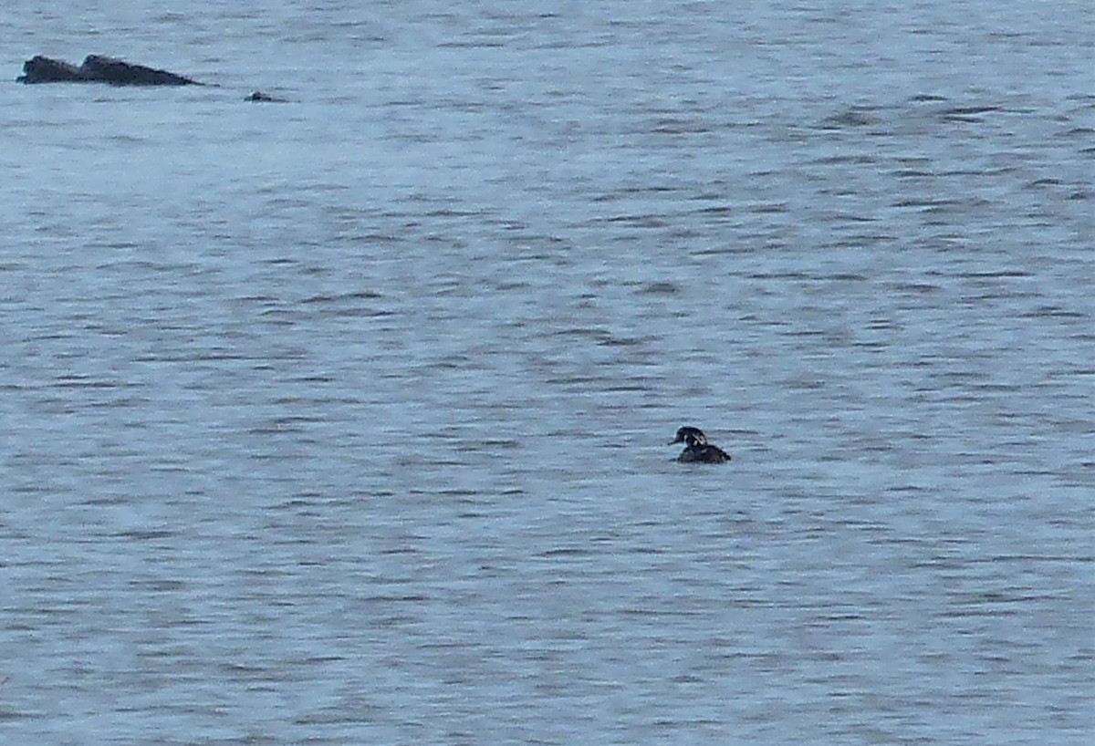 Canard branchu - ML507826111