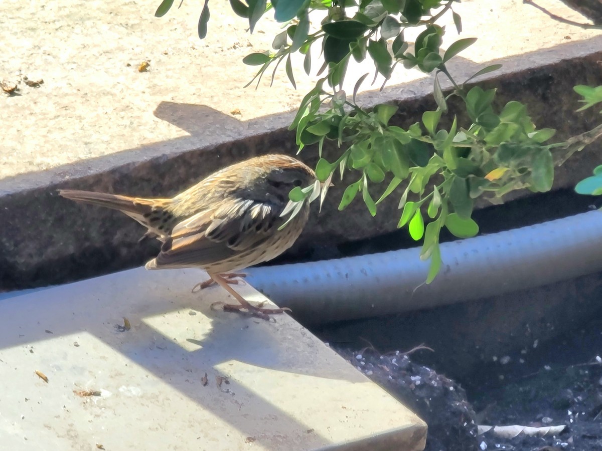 Lincoln's Sparrow - ML507826221