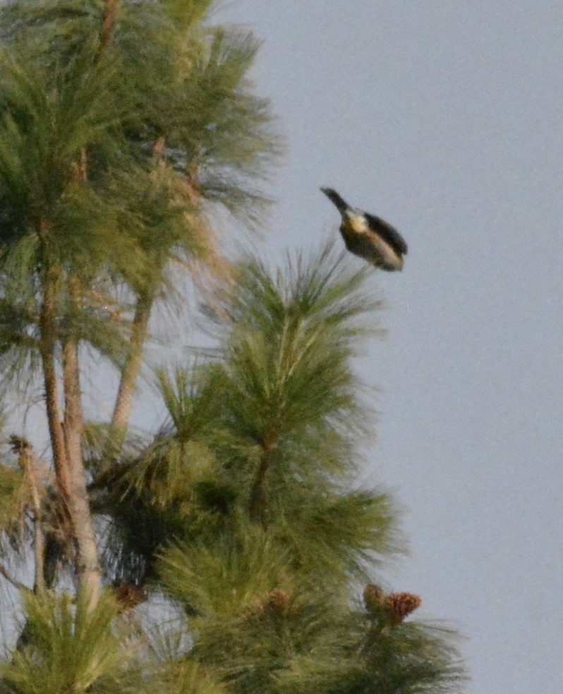 Sharp-shinned Hawk - ML507826281